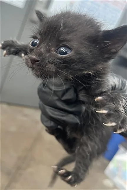A baby medium-sized male Domestic Short Hair cat named Volvo for adoption in Dallas, TX