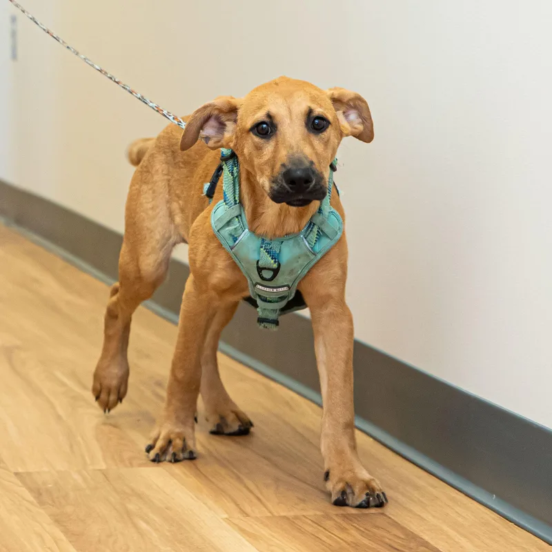 A baby medium-sized female Yellow / Tan / Blond / Fawn Hound dog named Jordyn for adoption in Lambertville, NJ