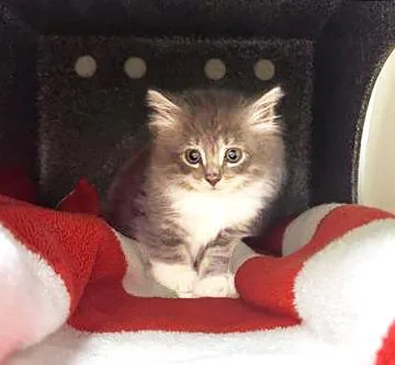 A baby medium-sized female Gray & White Domestic Short Hair cat named Mabel for adoption in Nashville, TN