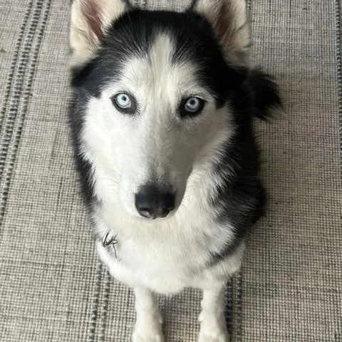 An adult large-sized male Black Siberian Husky dog named Ghost for adoption in Studio City, CA