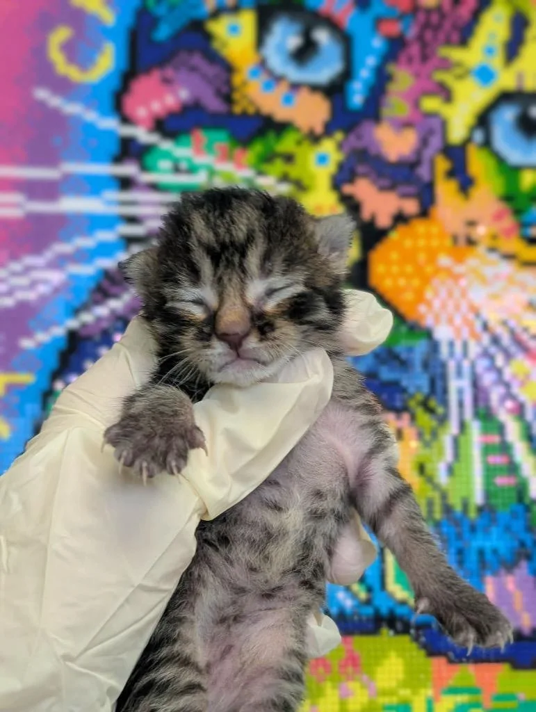 A baby medium-sized male Domestic Short Hair cat named Augusto for adoption in New Braunfels, TX