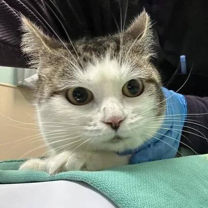An adult medium-sized female White Domestic Short Hair cat named Snoh for adoption in Tacoma, WA
