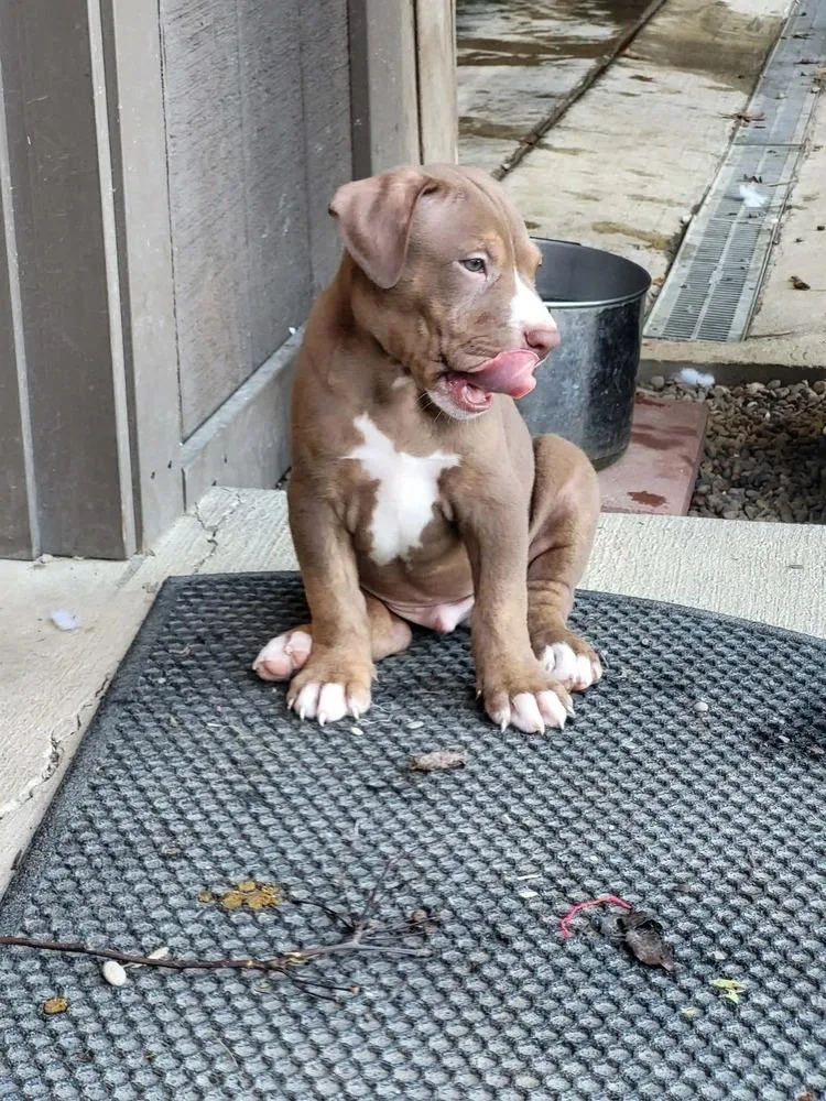 A baby medium-sized male Labrador Retriever dog named Peat for adoption in Pottstown, PA