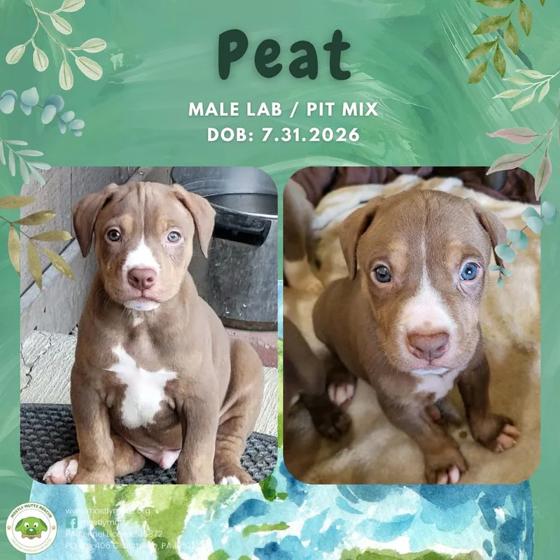 Peat thumbnail 6