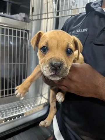 A baby small-sized female Pit Bull Terrier dog named Silky for adoption in Dayton, OH