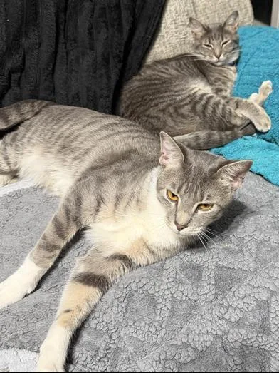 Linus & Pearl thumbnail 3