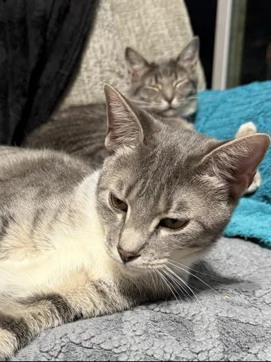 A young medium-sized male Tabby (Gray / Blue / Silver) Domestic Short Hair cat named Linus & Pearl for adoption in Liverpool, TX