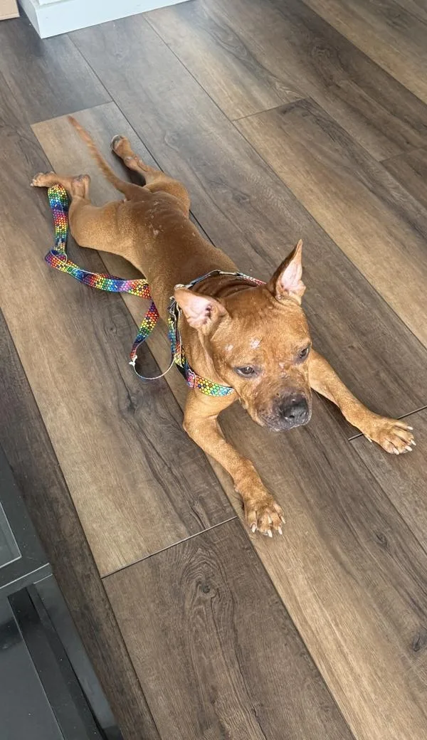 An adult medium-sized male Mixed Breed dog named Peanut Buttercup for adoption in Ridgewood, NY