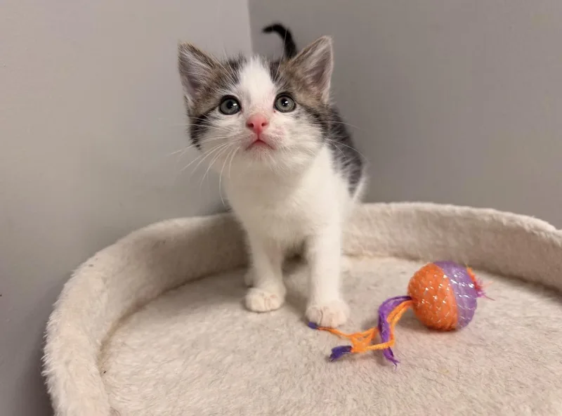 A baby medium-sized female Buff & White Domestic Short Hair cat named Sprout for adoption in Batesville, AR