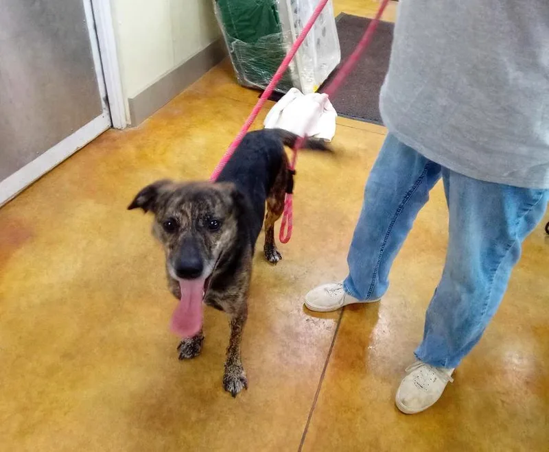An adult medium-sized male Hound dog named Wrangler for adoption in Austin, MN