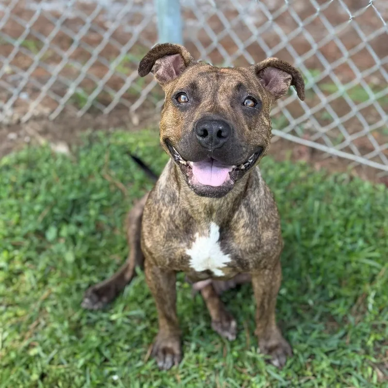 An adult medium-sized female Brindle Mixed Breed dog named Zoey for adoption in Summerdale, AL