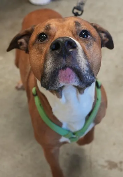 Buckshot thumbnail 2