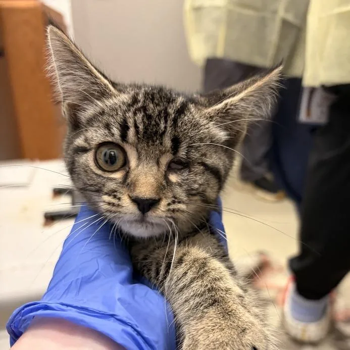 A baby small-sized female Brown / Chocolate Domestic Short Hair cat named Ruby June bonded to for adoption in Marshall, VA
