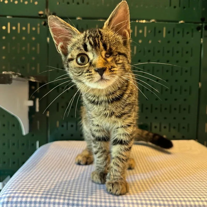 Ruby June bonded to thumbnail 2
