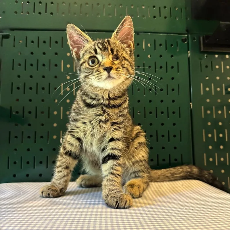 Ruby June bonded to thumbnail 3