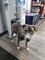 A young medium-sized female Husky dog named Sugar for adoption in Circleville, OH