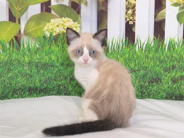 Kai