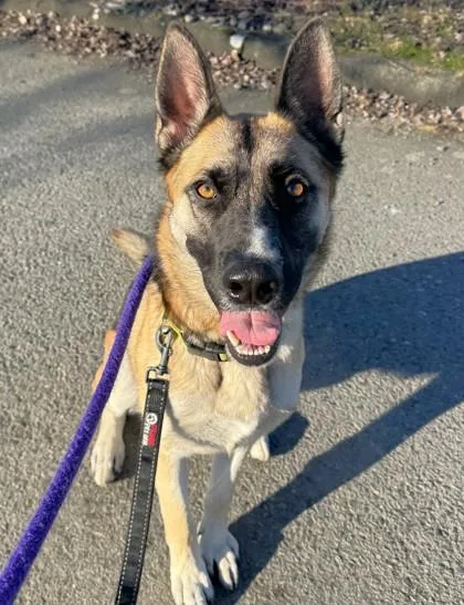 A young large-sized male German Shepherd Dog dog named Viper for adoption in Seattle, WA