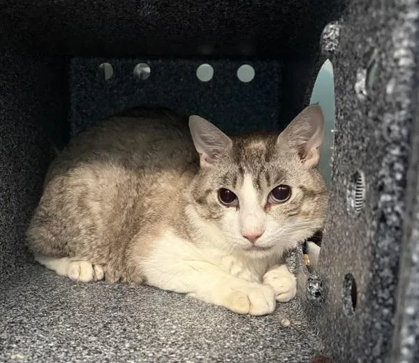 An adult medium-sized male Domestic Short Hair cat named Bebe for adoption in Ridgewood, NY