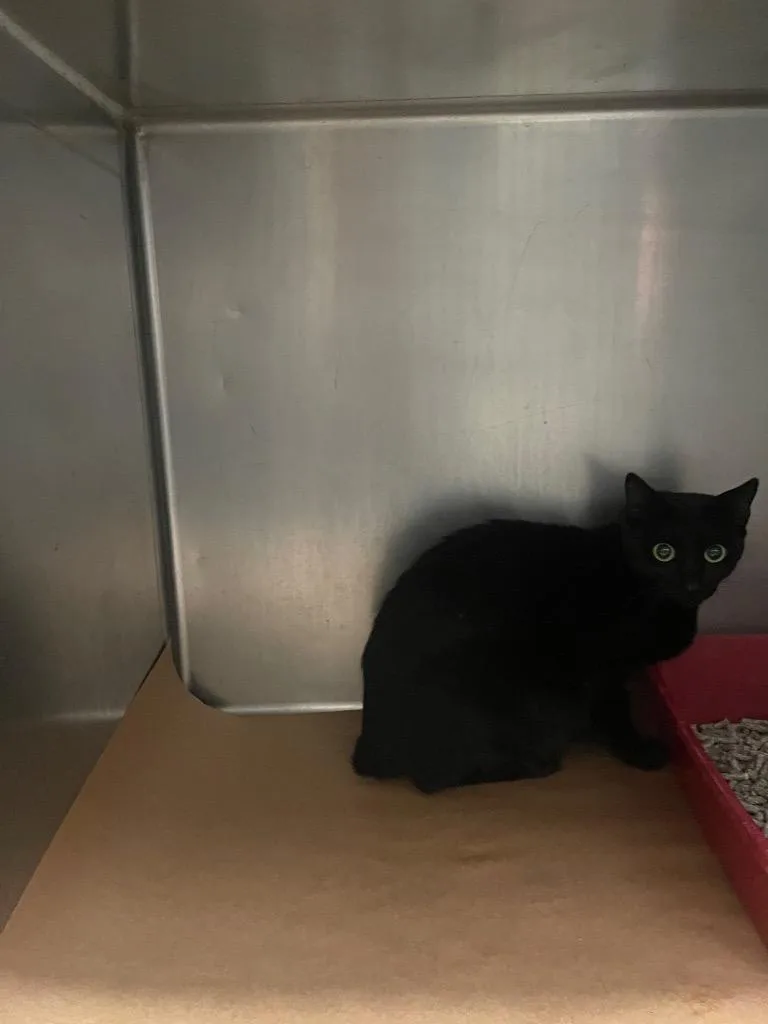 A young large-sized female Domestic Short Hair cat named Ansley for adoption in Cartersville , GA