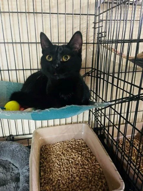 An adult medium-sized female Domestic Short Hair cat named Tully for adoption in Apollo, PA