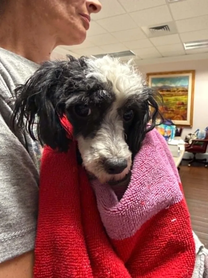 An adult small-sized female Poodle dog named Cookie for adoption in Holly Springs, NC