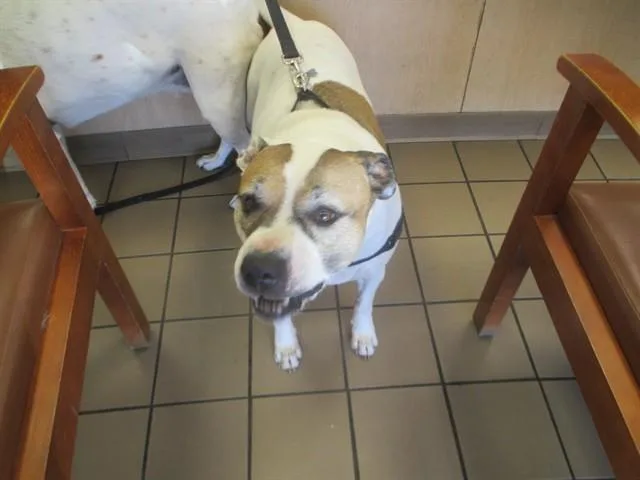 An adult large-sized female Staffordshire Bull Terrier dog named Fenoa for adoption in Ocala, FL
