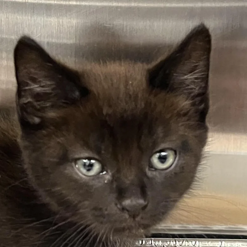 A baby small-sized male Black Domestic Short Hair cat named Bjorn for adoption in West Palm Beach, FL