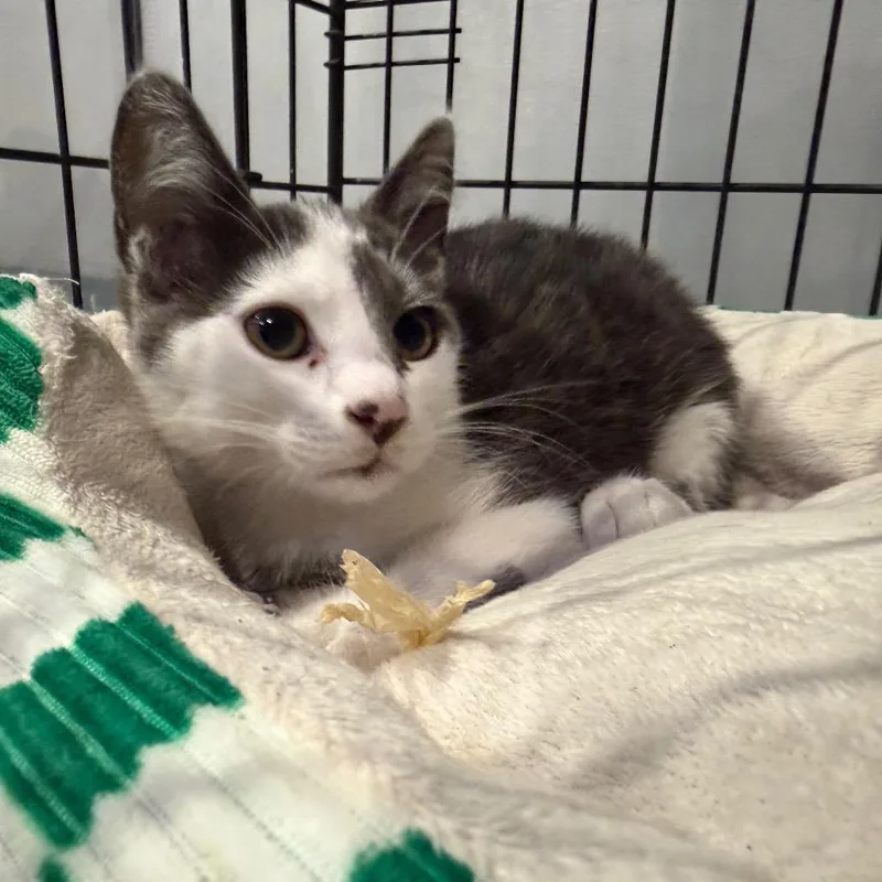A baby small-sized male White Domestic Short Hair cat named Lincoln for adoption in Tustin, CA