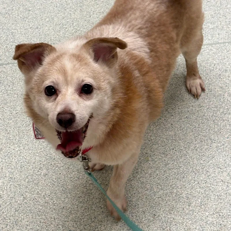 A senior small-sized male Yellow / Tan / Blond / Fawn Chihuahua dog named Rex$ for adoption in Springfield, MA
