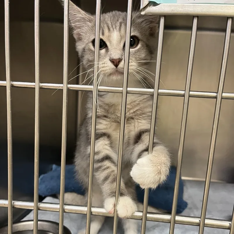 A baby small-sized male Gray / Blue / Silver Domestic Short Hair cat named Cinderblock for adoption in York, PA