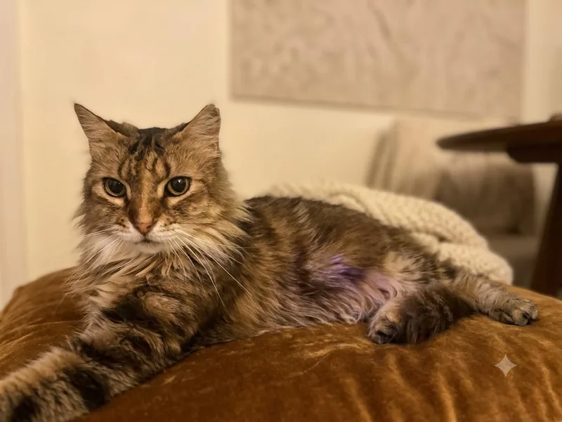 An adult medium-sized female Dilute Tortoiseshell Tortoiseshell cat named Silvia for adoption in Fajardo, PR