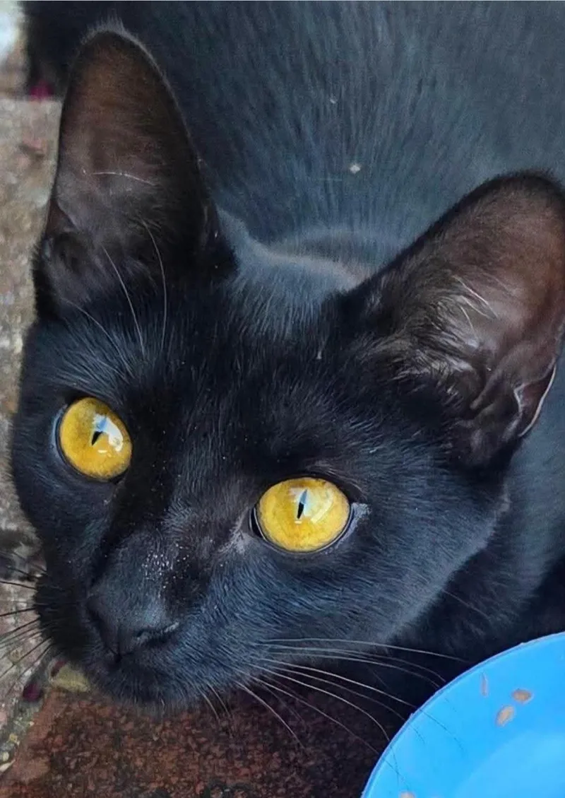 A baby medium-sized female Black Domestic Short Hair cat named Esme for adoption in Anna, TX