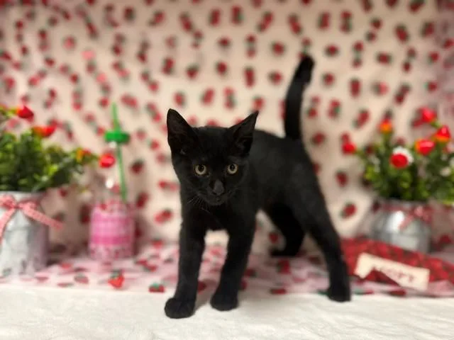A baby small-sized male Domestic Short Hair cat named Hank for adoption in Fairfield, CA