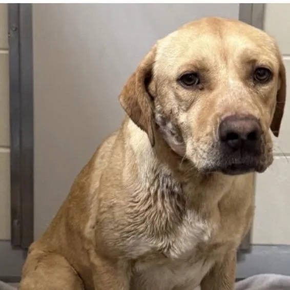 An adult medium-sized female Yellow / Tan / Blond / Fawn Labrador Retriever dog named Victoria for adoption in Midland, TX