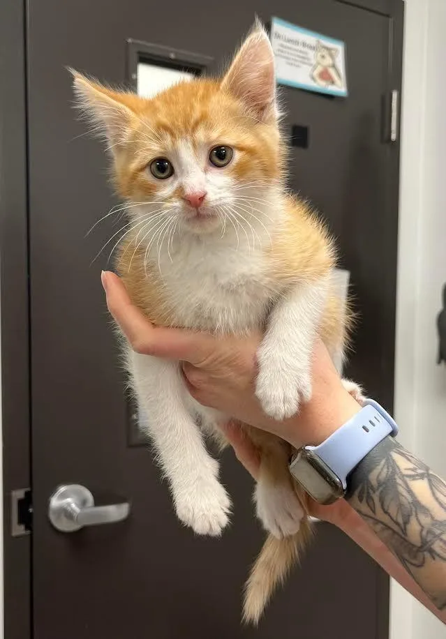 Gryffindor