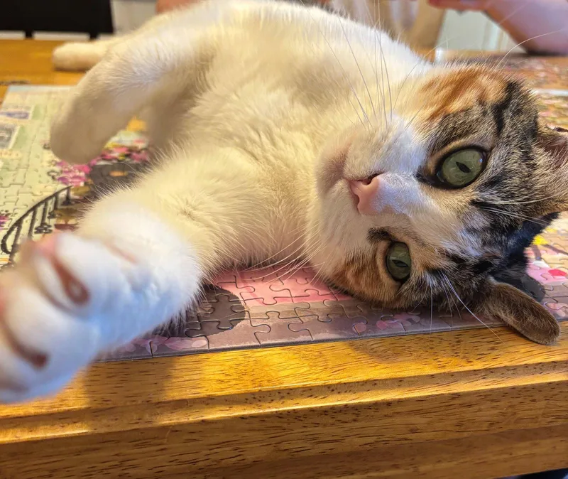 Mabel   Offered thumbnail 2