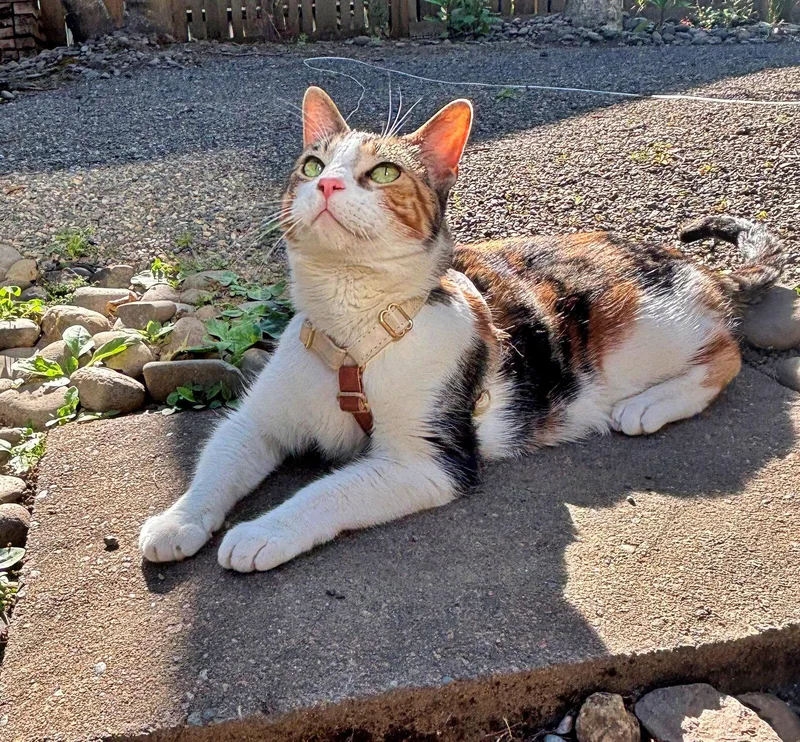 Mabel   Offered thumbnail 3