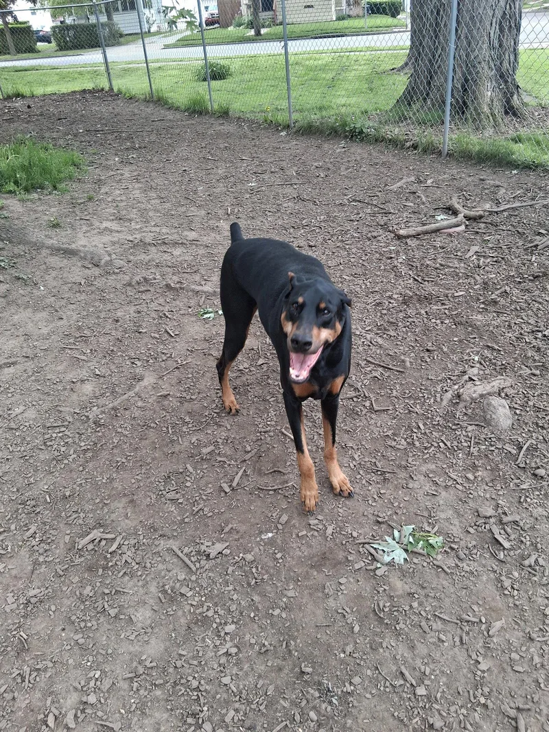 Chase