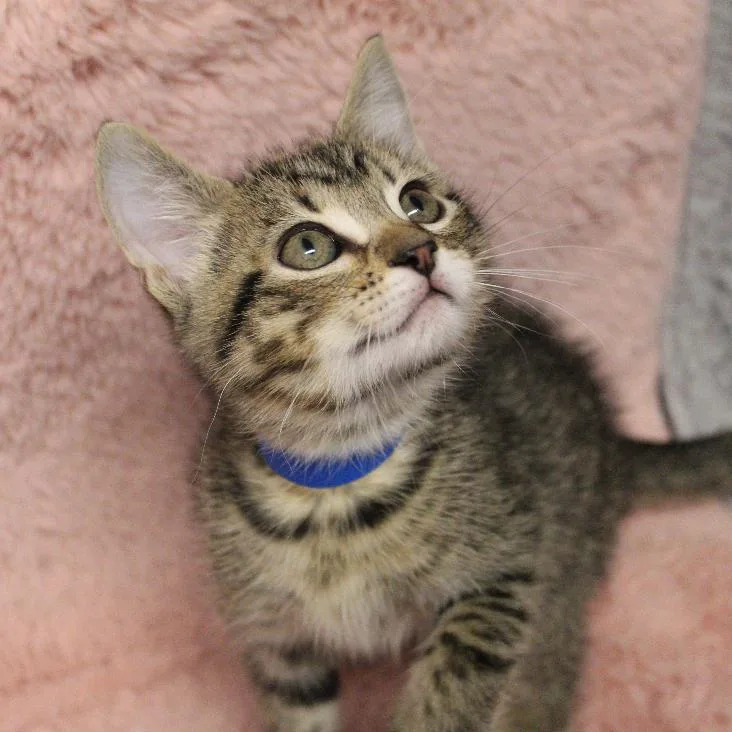 A baby small-sized male Brown / Chocolate Domestic Short Hair cat named Alan for adoption in Auburn, AL
