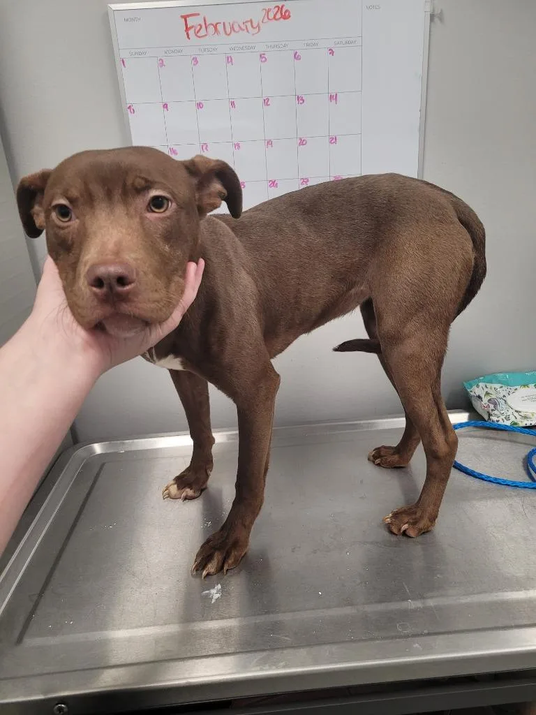 A baby small-sized female Mixed Breed dog named Lucille for adoption in Angola, IN