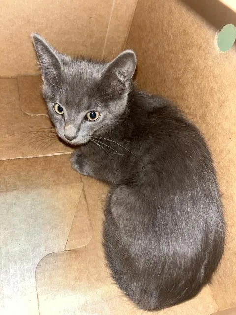 A baby small-sized male Domestic Short Hair cat named Teddy for adoption in Boston, MA