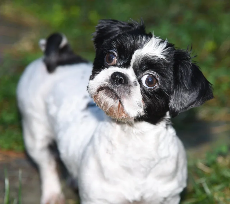 An adult small-sized female Shih Tzu dog named Cookie for adoption in Pittsboro, NC