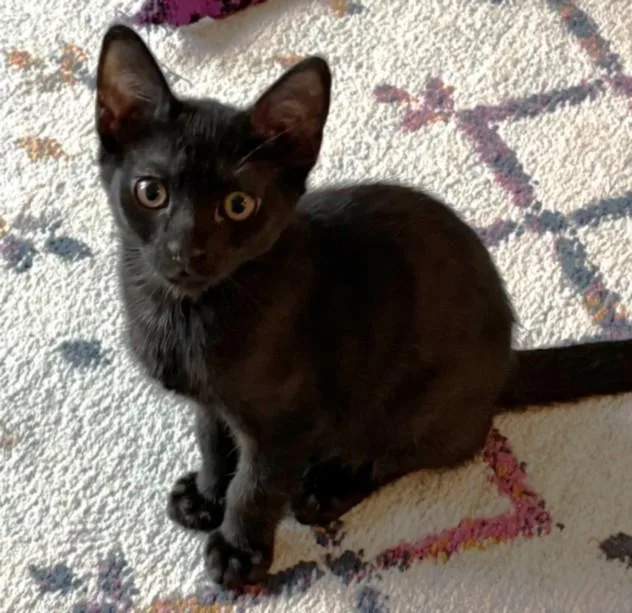 A baby small-sized male Domestic Short Hair cat named Panther for adoption in Los Angeles, CA