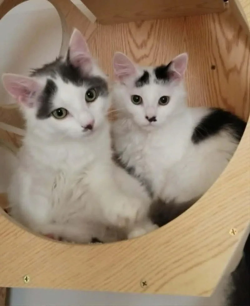 A baby medium-sized male Gray & White Domestic Medium Hair cat named Fluffernutter for adoption in Colmar, PA