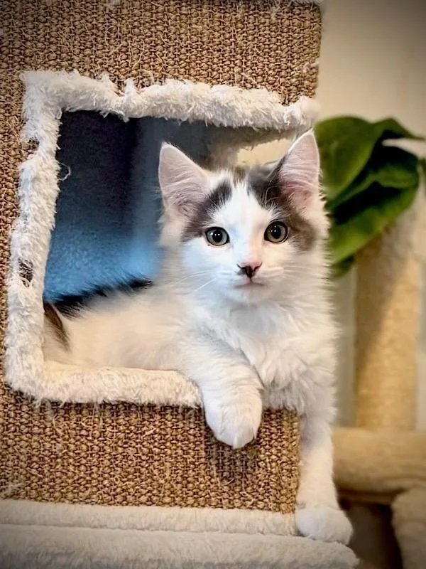 Fluffernutter thumbnail 3