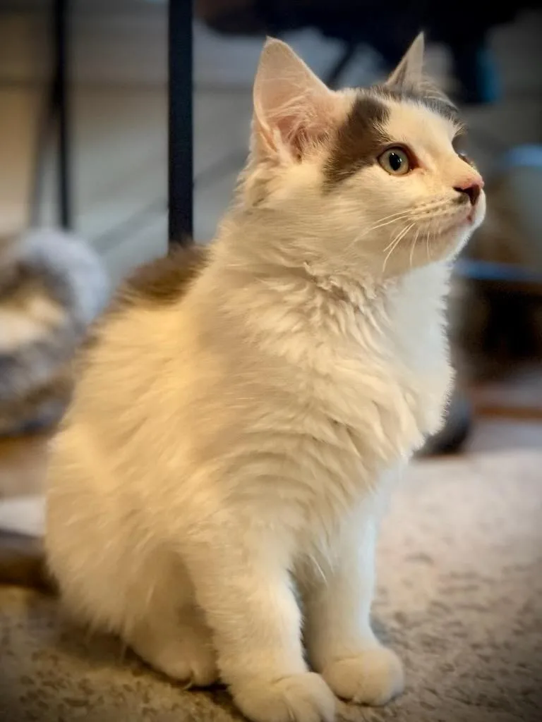 Fluffernutter thumbnail 4