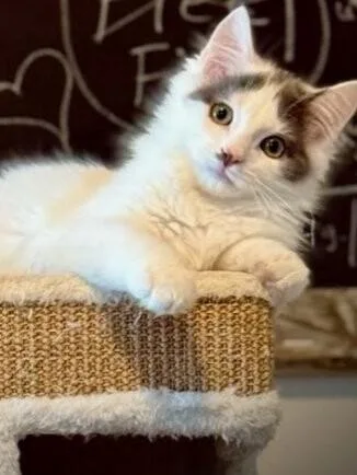 Fluffernutter thumbnail 5