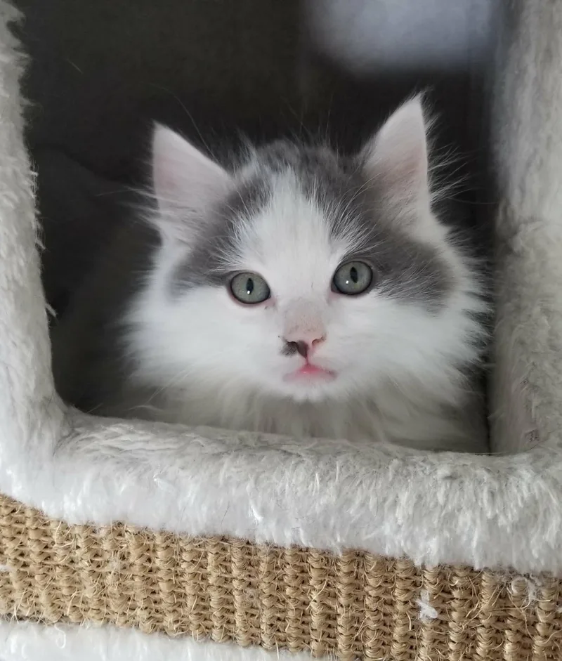 Fluffernutter thumbnail 6