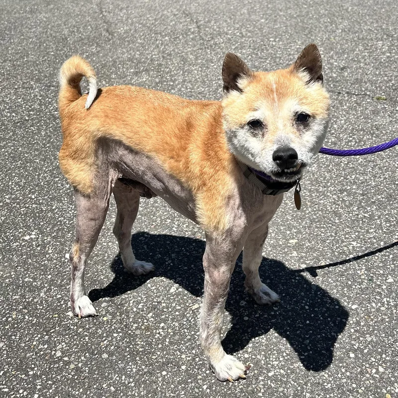 A senior medium-sized male Shiba Inu dog named Bandit for adoption in Huntington, NY